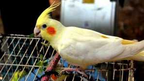 Колко папагали живеят?